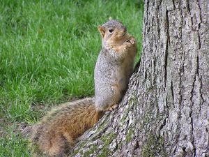 800px-Fox_squirrel_with_sunflowerseed_by_tree_South_Bend_Indiana_USA